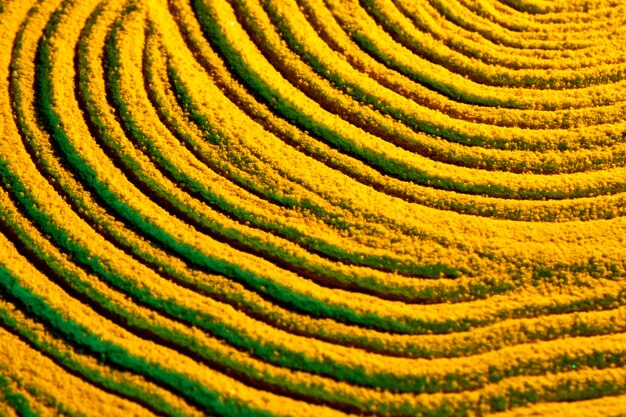 Lignes circulaires de sable jaune