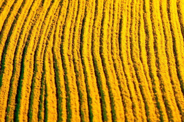 Lignes parallèles courbes en sable