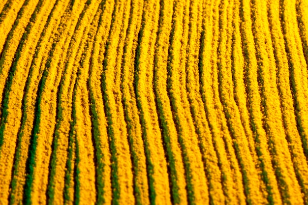 Lignes parallèles courbes en sable