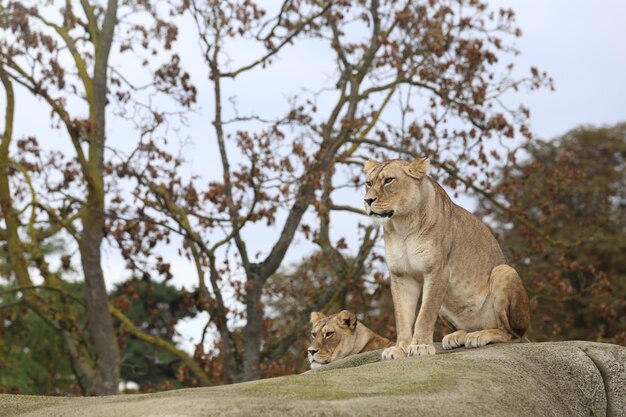 Lion assis sur la pierre.