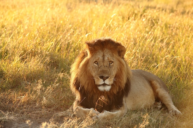Lion couché dans un champ couvert d'herbe sous la lumière du soleil