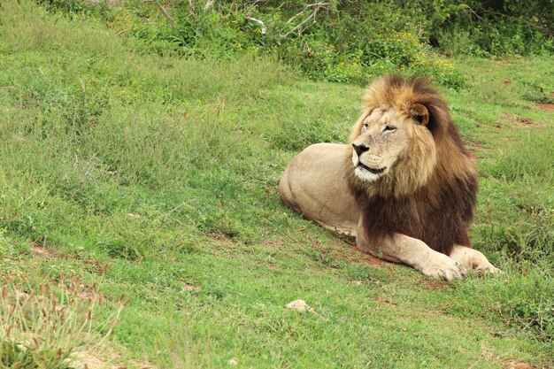 Lion couché dans un champ couvert de verdure sous la lumière du soleil