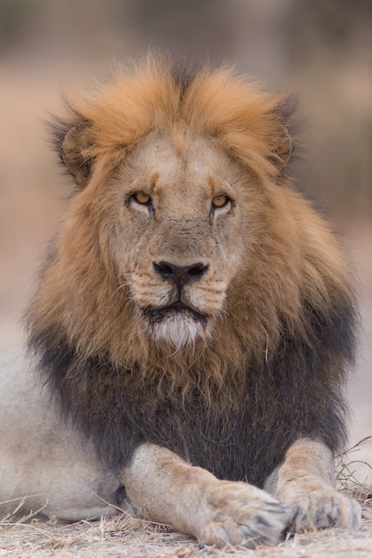 Photo gratuite lion couché sur le sol en regardant vers