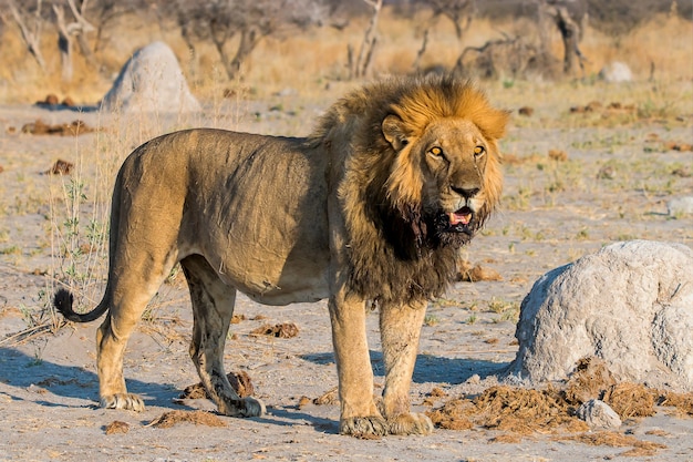 Lion mâle à l'aube regardant