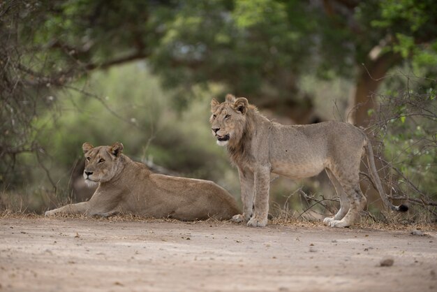 Lion mâle et femelle reposant sur le sol avec un arrière-plan flou