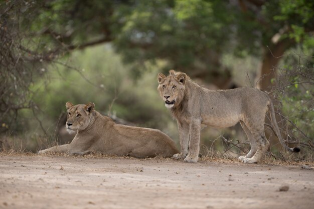 Lion mâle et femelle reposant sur le sol avec un arrière-plan flou