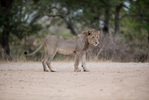 Lion mâle marchant sur la route