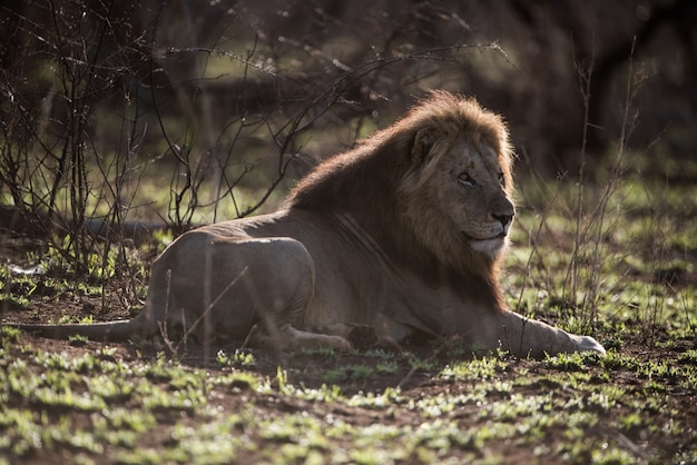 Photo gratuite lion mâle reposant sur le sol