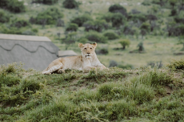 Photo gratuite lionceau sur la colline allongé sur le sol et regardant la caméra