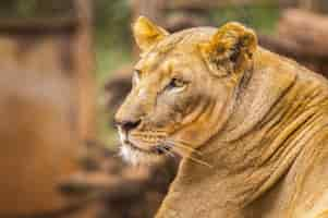 Photo gratuite lionne dans un orphelinat pour animaux au kenya