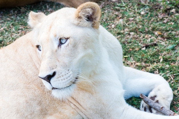 Lionne sur environnement naturel