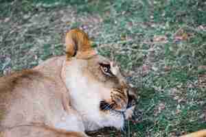 Photo gratuite lionne sauvage mignonne portant sur l'herbe