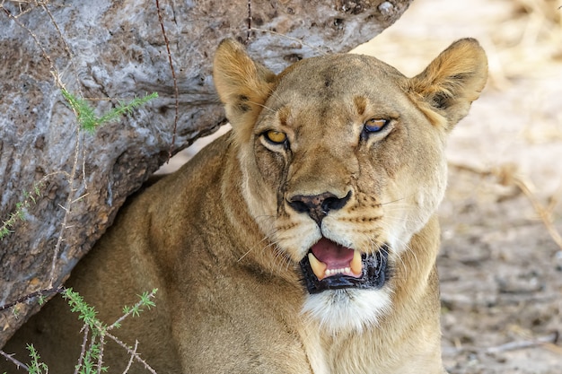 Photo gratuite lionne sous une branche d'arbre