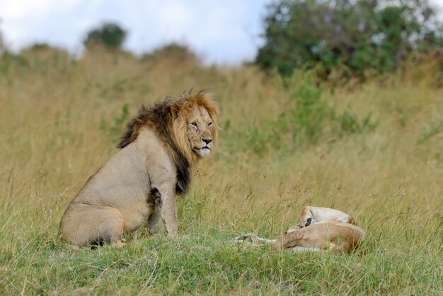 Lions dans le parc national du Kenya