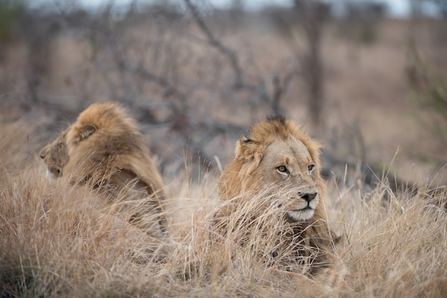 Les lions mâles reposant sur la brousse avec un arrière-plan flou