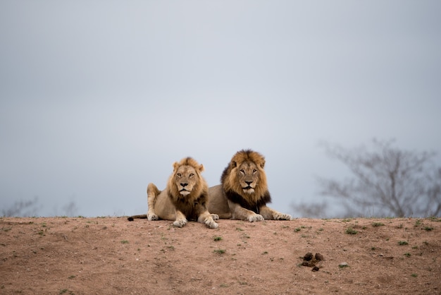 Lions mâles reposant sur le sol