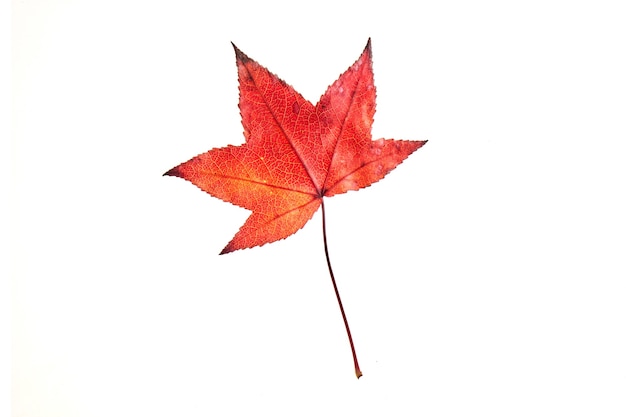 Liquide d'automne rouge unique ou feuille d'érable isolé sur blanc, un tracé de détourage