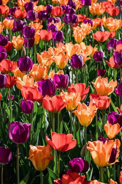 Un lit de tulipes colorées