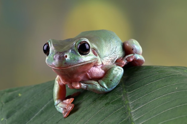 Photo gratuite litoria caerulea rainette sur feuilles dumpy frog on branch