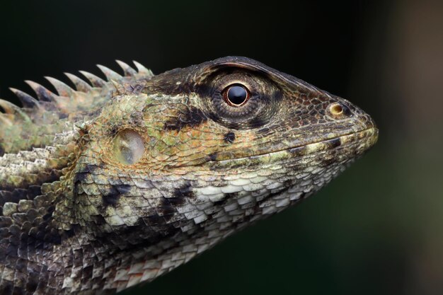 Un londok calotes yeux gros plan Calotes versicolor lézard tête gros plan