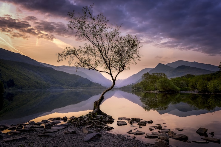 Photo gratuit lone tree