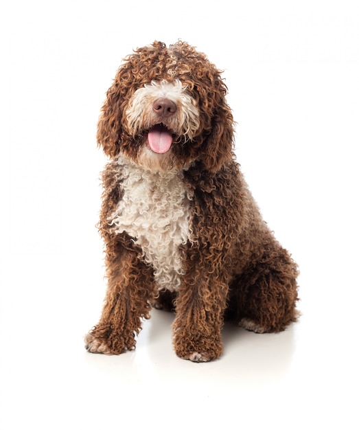 Long chien brun aux cheveux avec la langue