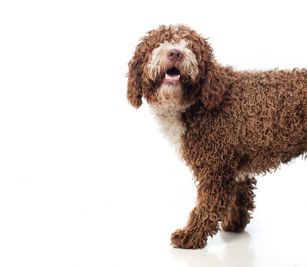 Long chien brun cheveux marchant avec la bouche ouverte