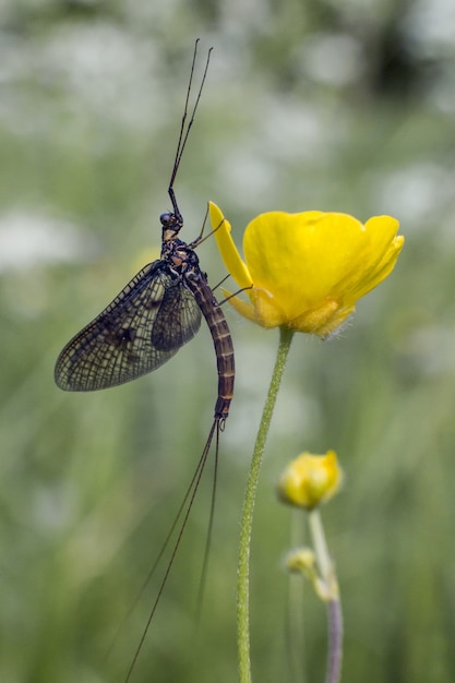 Long insecte assis sur une plante verte