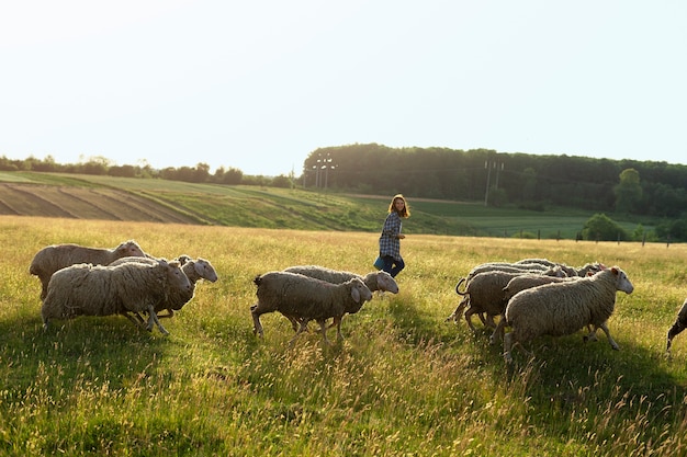 Long shot femme et moutons à l'extérieur