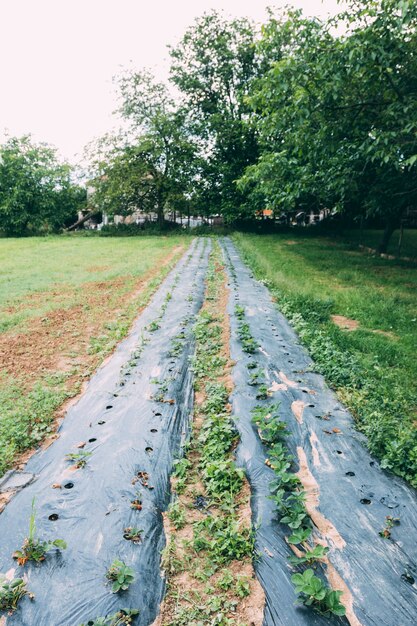 Longs lits de jardin avec fraises