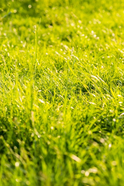 Longue herbe verte en été