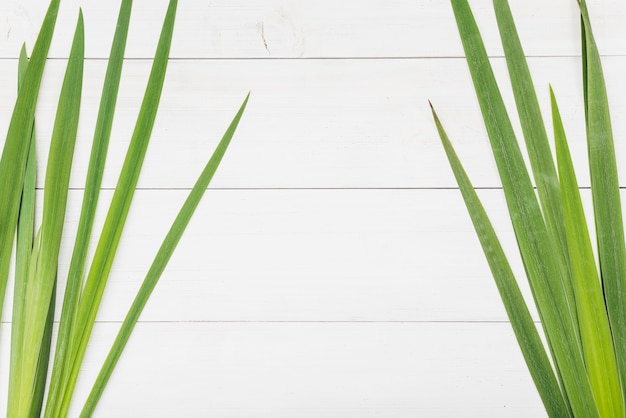 Longues feuilles og plante tropicale