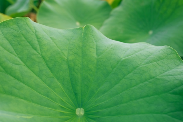 Lotus feuilles texture closeop