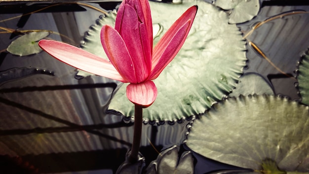 Photo gratuite lotus rose flora naturel paisible