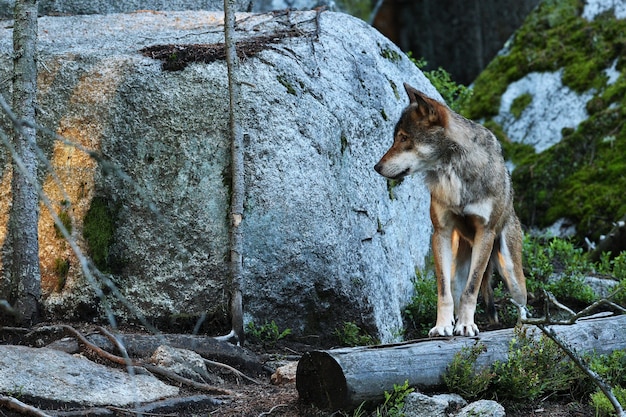 Loup eurasien beau et insaisissable dans la forêt colorée d'été