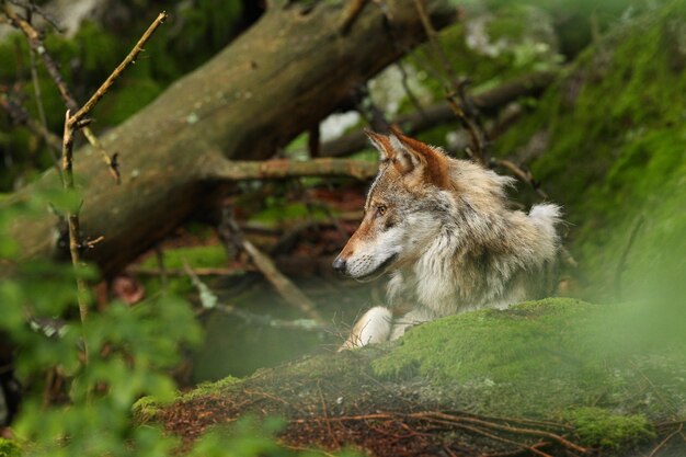 Loup eurasien beau et insaisissable pendant l'été coloré