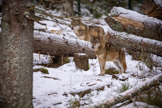 Loup eurasien dans l'habitat d'hiver blanc. Belle forêt d'hiver. Animaux sauvages dans un environnement naturel. Animal forestier européen. Canis lupus lupus.