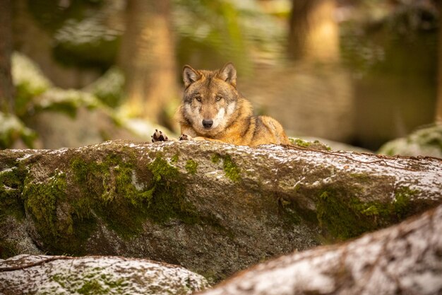 Loup eurasien dans l'habitat d'hiver blanc. Belle forêt d'hiver. Animaux sauvages dans un environnement naturel. Animal forestier européen. Canis lupus lupus.