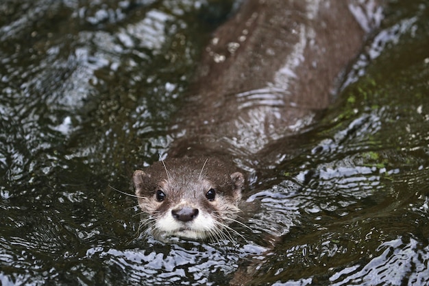 Photo gratuite loutre asiatique à petites griffes dans l'habitat naturel