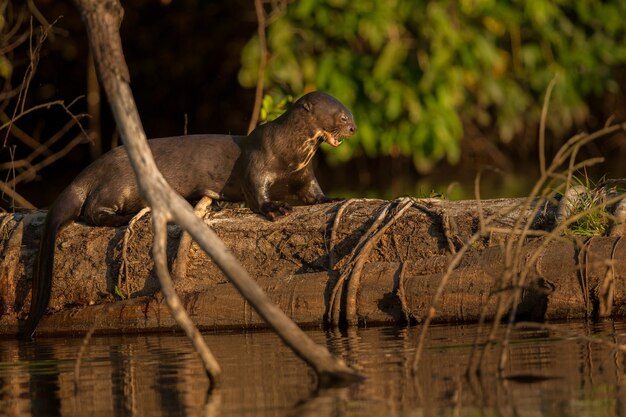 Loutre de rivière géante dans l'habitat naturel de la faune brésilienne sauvage du Brésil