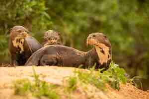 Photo gratuite loutre de rivière géante se nourrissant dans l'habitat naturel brésil sauvage faune brésilienne riche pantanal watter animal créature très intelligente poisson pêcheur