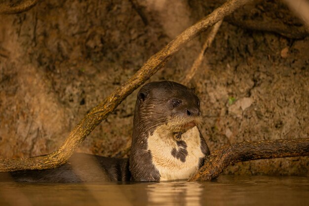 Loutre de rivière géante se nourrissant dans l'habitat naturel Brésil sauvage Faune brésilienne Riche Pantanal Watter animal Créature très intelligente Poisson pêcheur