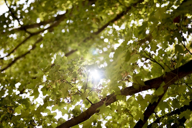 Low angle shot of green leaves avec le soleil qui brille à travers les branches