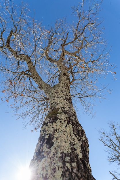 Low angle shot vertical d'un grand arbre nu couvert de mousse sous le ciel en Istrie, Croatie