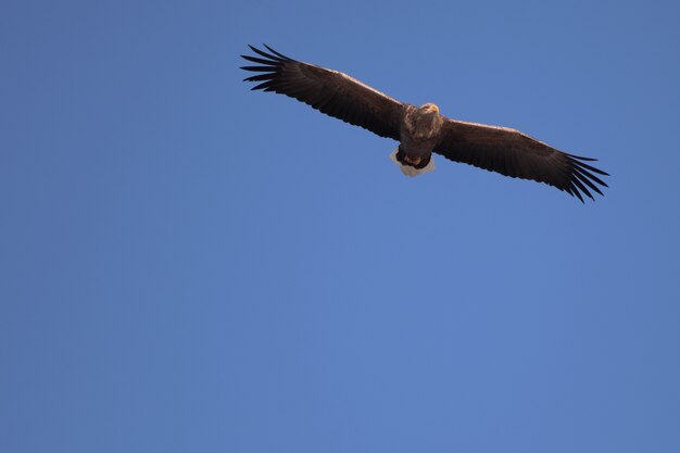 Low angle view of a aigle à queue blanche volant sous la lumière du soleil et un ciel bleu à Hokkaido au Japon