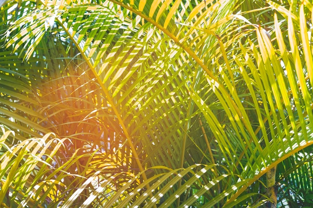 La lumière du soleil sur les feuilles de palmiers verts