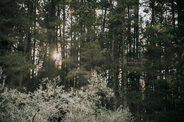 Photo gratuite lumière du soleil en streaming à travers la forêt