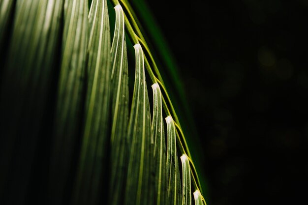 Lumière du soleil tombant sur une feuille de palmier vert
