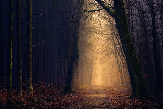 Photo gratuite lumières jaunes entre les arbres