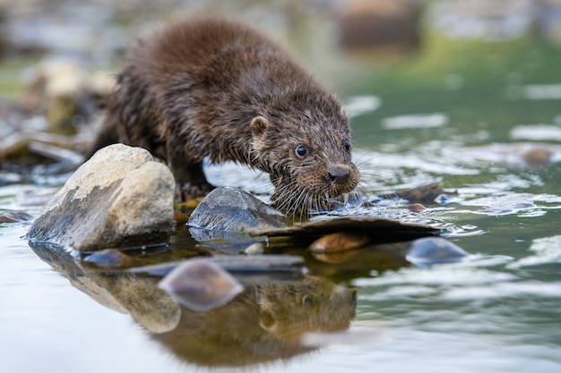 Photo gratuite lutra dans la rivière